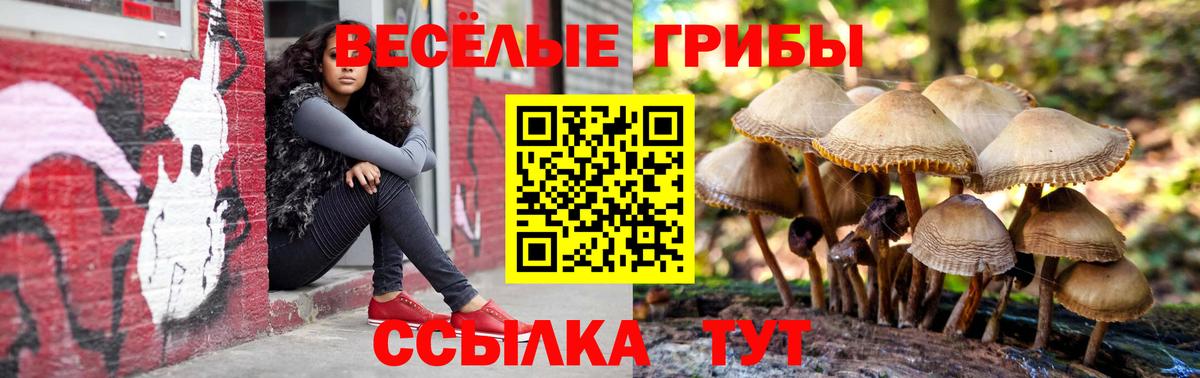 Галлюциногенные грибы Psilocybine cubensis Ростов Великий